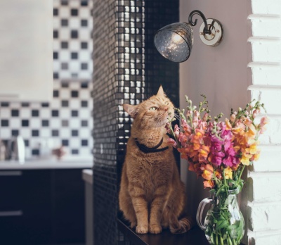 463021901 Клэр 1*60W E27 220 V бра